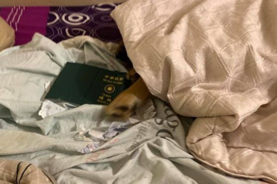 Cadela destrói passaporte da dona e impede viagem para Wuhan