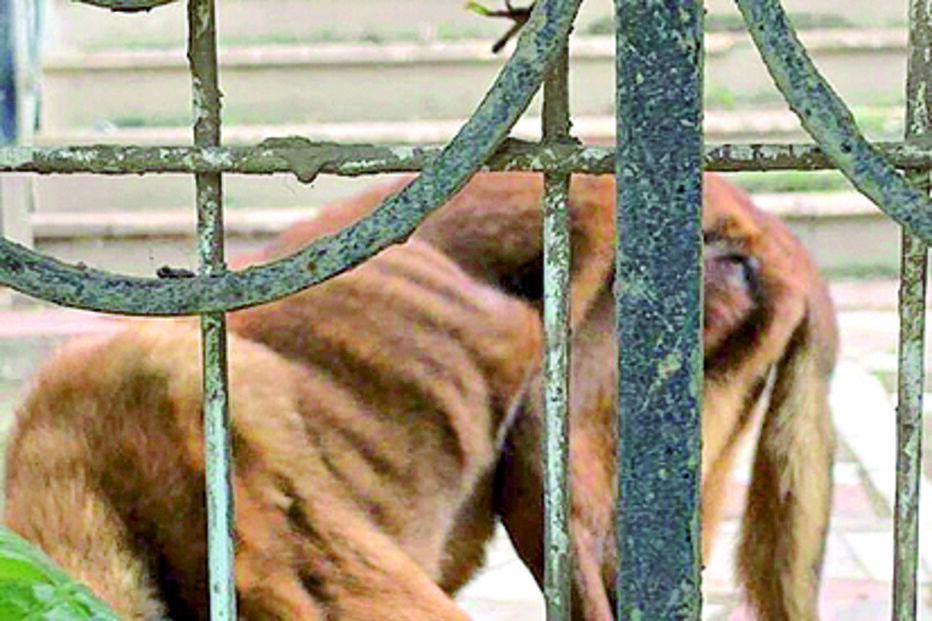 Veterinária avalia cães de ex-mulher de músico dos Xutos e Pontapés