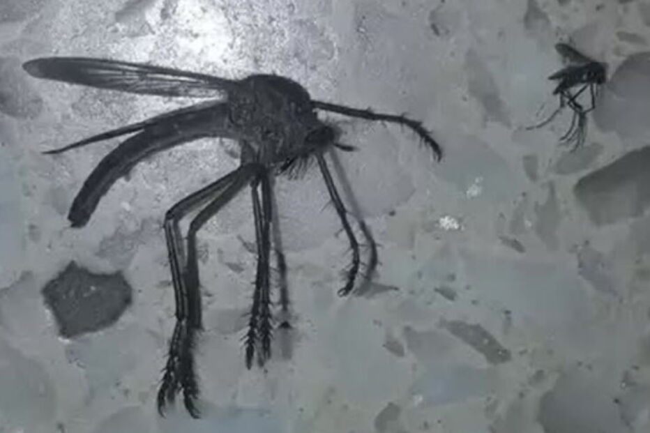 Mosquitos do tamanho de uma moeda de 20 cêntimos invadem a Austrália