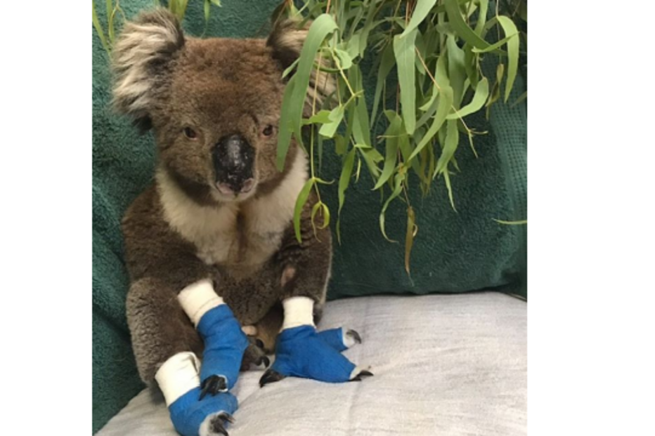 Morreu Billy, o coala salvo nos incêndios da Austrália