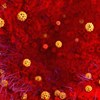 Coronavírus já matou mais de 1100 pessoas na China 