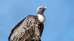 Governo da Guiné-Bissau investiga causa de morte de 200 abutres