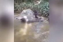 Elefante chora enquanto homem o espanca 