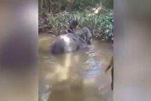 Elefante chora enquanto homem o espanca 