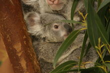 Coala bebé é a nova habitante do Jardim Zoológico de Lisboa
