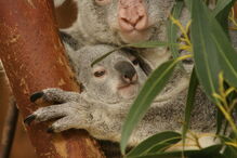 Coala bebé é a nova habitante do Jardim Zoológico de Lisboa