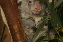 Coala bebé é a nova habitante do Jardim Zoológico de Lisboa