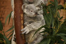 Coala bebé é a nova habitante do Jardim Zoológico de Lisboa