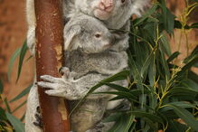 Coala bebé é a nova habitante do Jardim Zoológico de Lisboa
