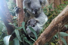 Coala bebé é a nova habitante do Jardim Zoológico de Lisboa