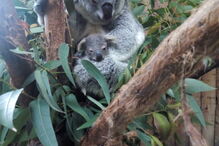Coala bebé é a nova habitante do Jardim Zoológico de Lisboa