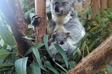 Coala bebé é a nova habitante do Jardim Zoológico de Lisboa