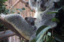 Coala bebé é a nova habitante do Jardim Zoológico de Lisboa