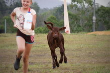 Buddy, o bezerro que acha que é um cão depois de ser criado por pastores alemães