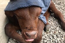 Buddy, o bezerro que acha que é um cão depois de ser criado por pastores alemães