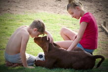 Buddy, o bezerro que acha que é um cão depois de ser criado por pastores alemães