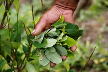 Colômbia quer destruir 130 mil hectares de plantações de coca