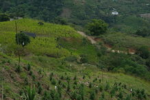 Colômbia quer destruir 130 mil hectares de plantações de coca