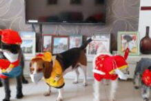 Animais na China já utilizam máscaras para não serem contaminados com coronavírus