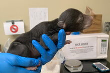 Cão surpreende donos ao levar cria de urso para casa