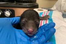 Cão surpreende donos ao levar cria de urso para casa
