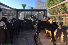 2020-02-20_16_07_59 GNR Portalegre - Apreensão.jpg