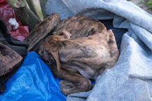 Reveladas fotos dos cães subnutridos do toureiro João Moura.