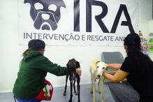 IRA levou duas cadelas ao SPA 