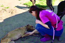 Cantinho da Milu dá abrigo a nove animais resgatados  