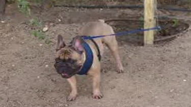 Bob, o cão que marca tudo com urina e deixa a dona envergonhada