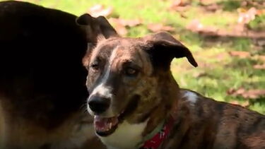 Conheça Tess, a cadela que tem medo de ir à rua