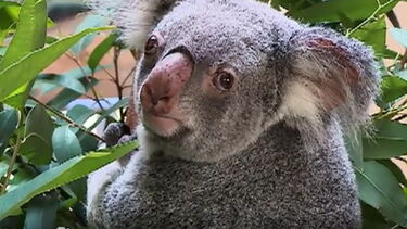 Jardim Zoológico apresenta a nova mascote: uma cria de coala