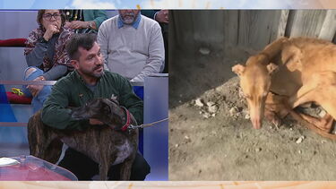 Saiba como distinguir um galgo saudável de um doente