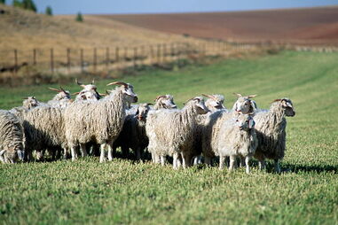 Cabras