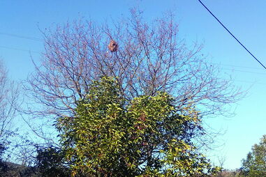 Ninhos de vespa asiática