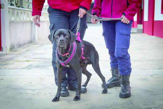 Fagulha tem cinco anos