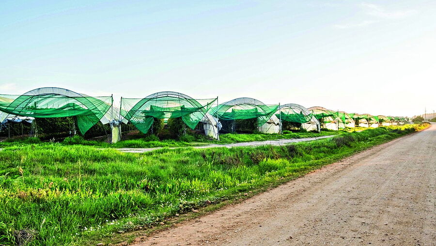 O Governo autorizou mais culturas de estufas no Sudoeste Alentejano, para um máximo de 4800 hectares