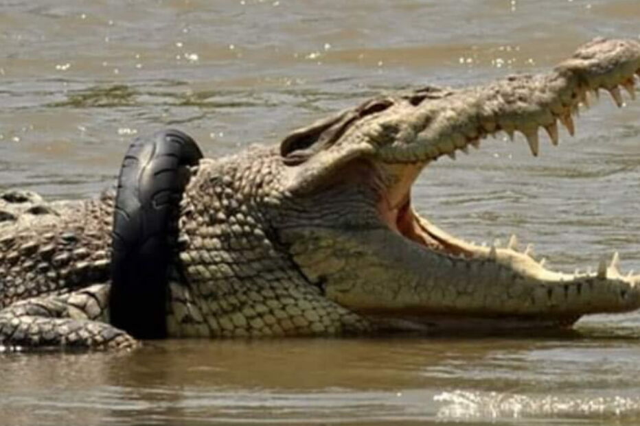 2020-02-01_12_36_30 crocodilo.PNG