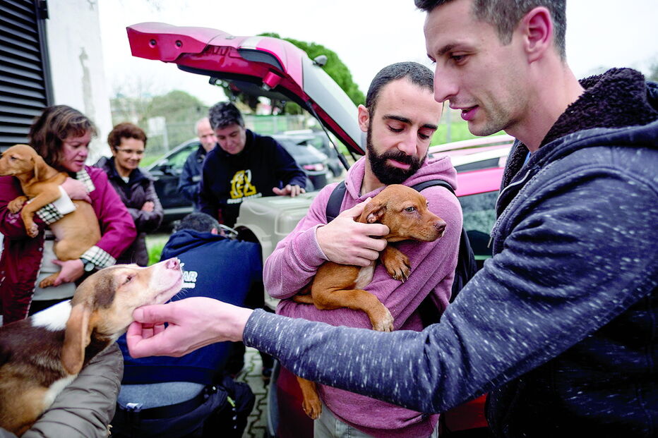 Associação foi este sábado recolher quatro cães, antes abandonados, para iniciarem formação 