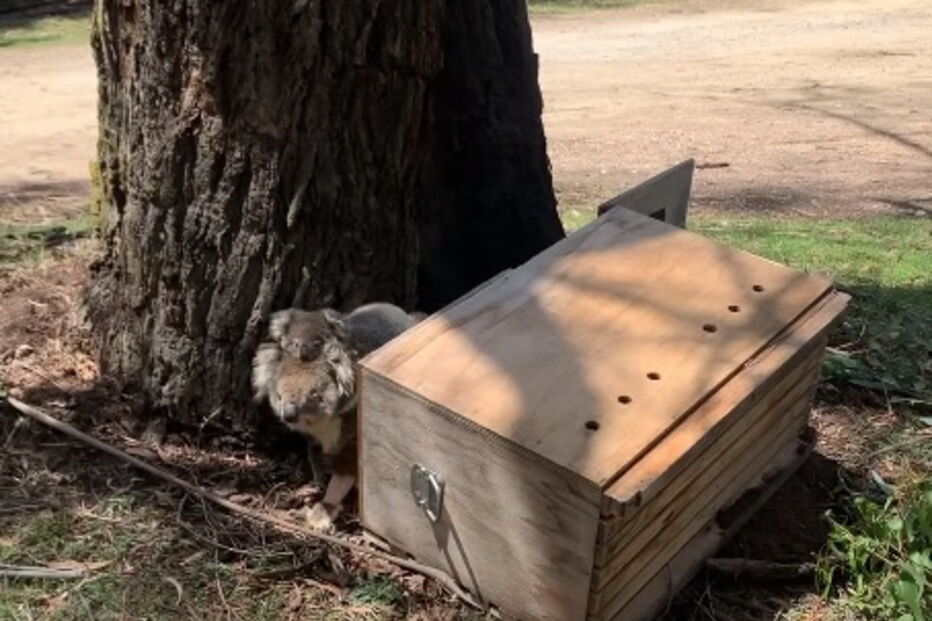 Mãe coala e cria retornam à natureza após serem resgatadas dos fogos na Austrália