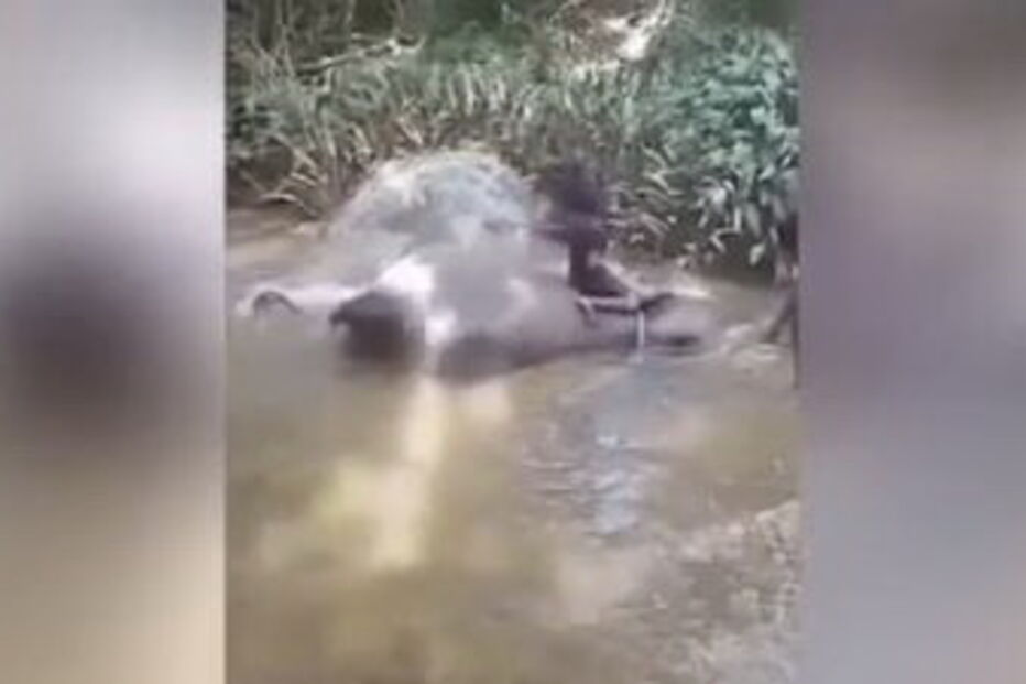 Elefante chora enquanto homem o espanca 