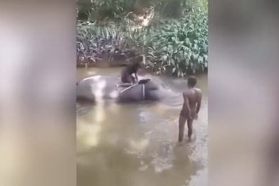 Elefante chora enquanto homem o espanca 