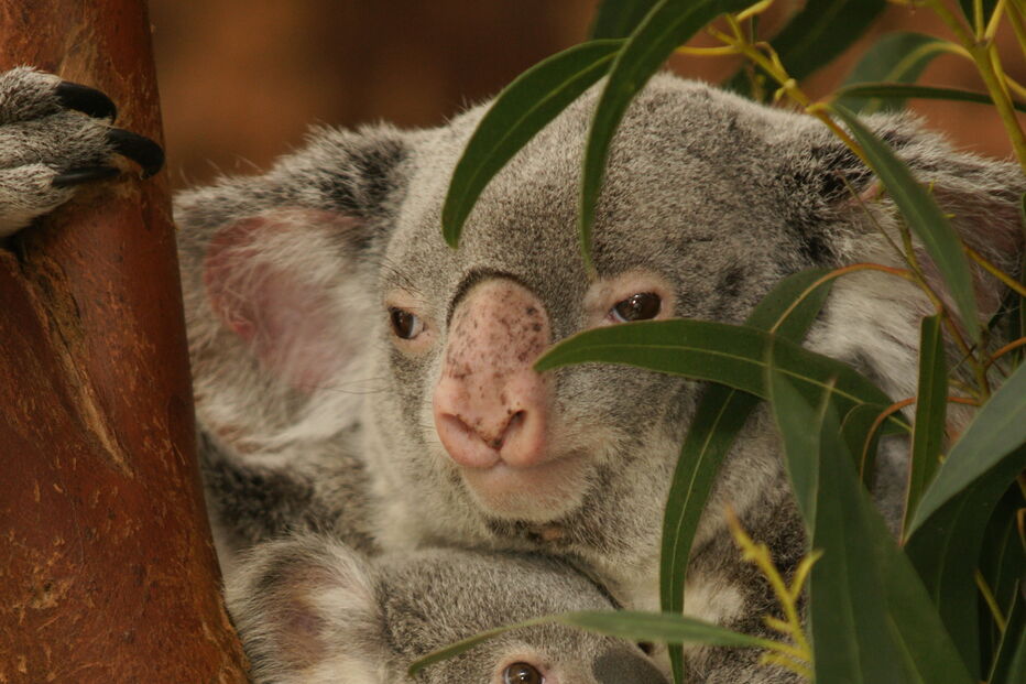Coala bebé é a nova habitante do Jardim Zoológico de Lisboa