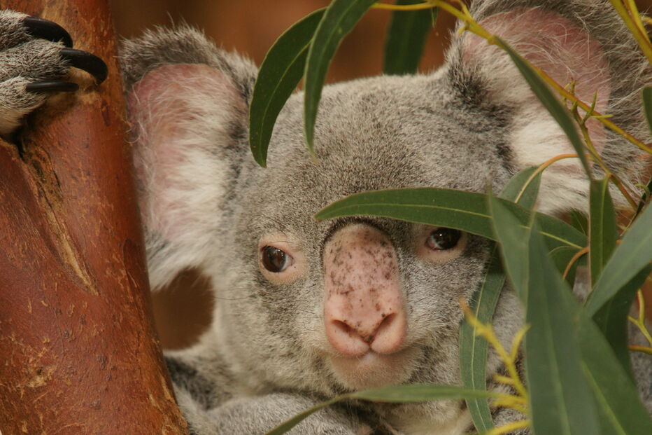 Coala bebé é a nova habitante do Jardim Zoológico de Lisboa