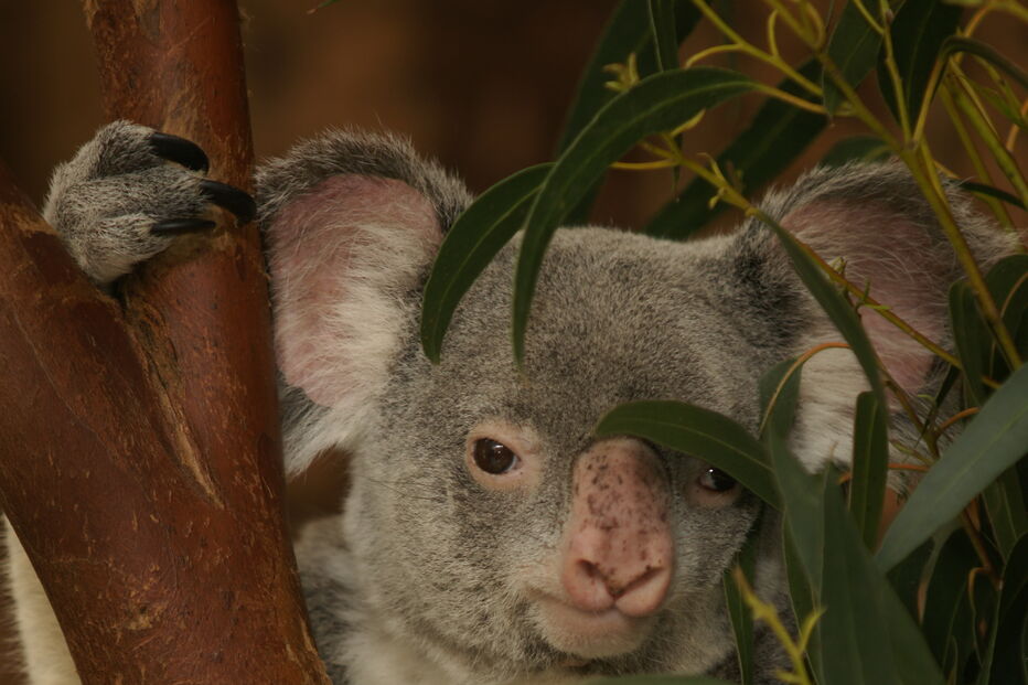 Coala bebé é a nova habitante do Jardim Zoológico de Lisboa
