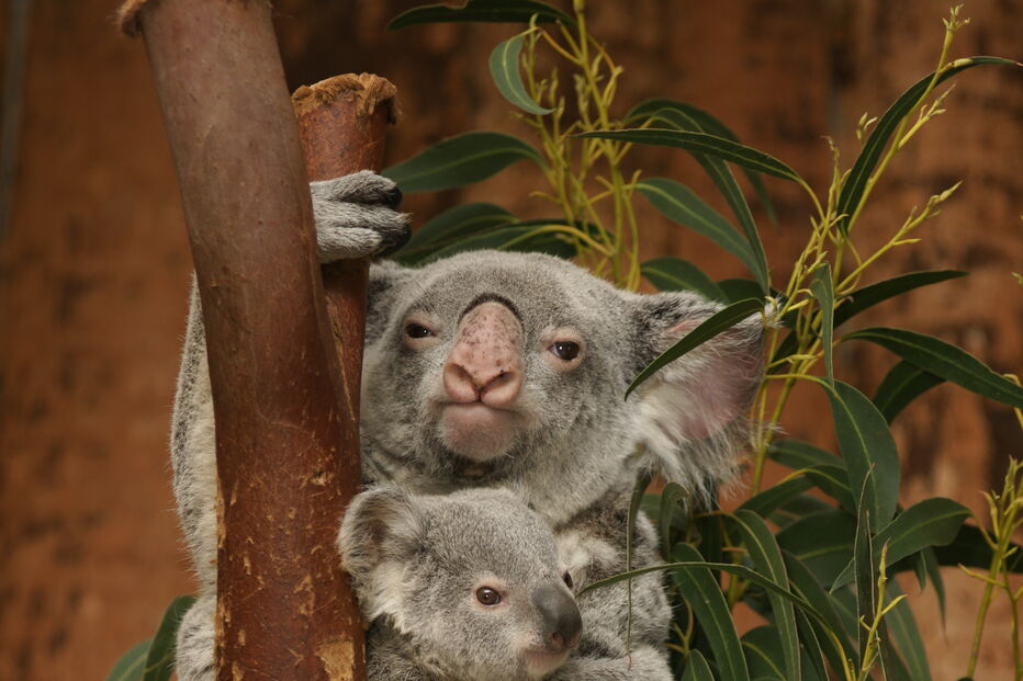 Coala bebé é a nova habitante do Jardim Zoológico de Lisboa