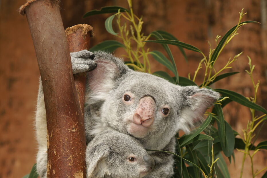 Coala bebé é a nova habitante do Jardim Zoológico de Lisboa