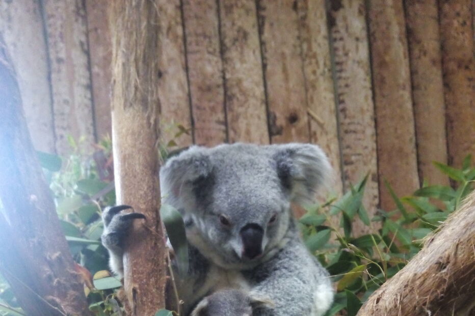 Coala bebé é a nova habitante do Jardim Zoológico de Lisboa
