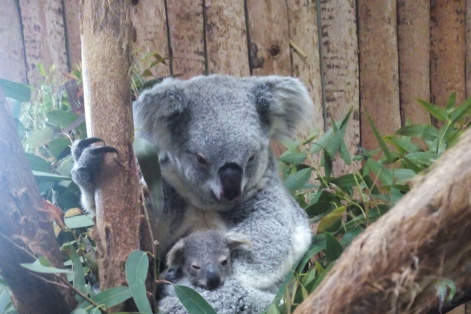 Coala bebé é a nova habitante do Jardim Zoológico de Lisboa