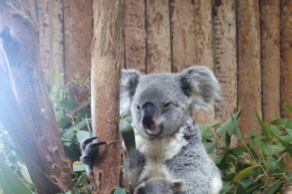 Coala bebé é a nova habitante do Jardim Zoológico de Lisboa